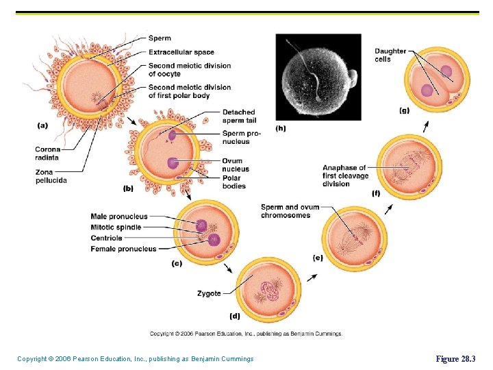 Copyright © 2006 Pearson Education, Inc. , publishing as Benjamin Cummings Figure 28. 3 Copyright © 2006 Pearson Education, Inc. , publishing as Benjamin Cummings Figure 28. 3