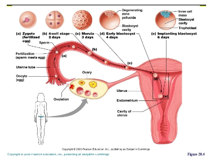 Copyright © 2006 Pearson Education, Inc. , publishing as Benjamin Cummings Figure 28. 4 Copyright © 2006 Pearson Education, Inc. , publishing as Benjamin Cummings Figure 28. 4