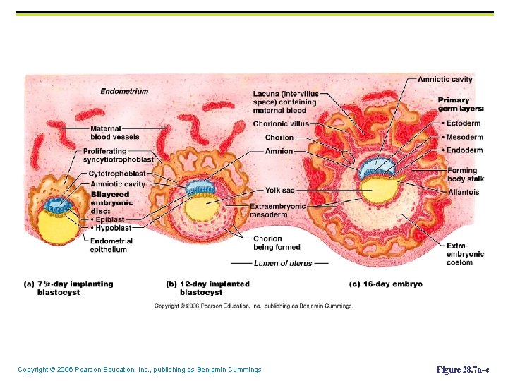Copyright © 2006 Pearson Education, Inc. , publishing as Benjamin Cummings Figure 28. 7 Copyright © 2006 Pearson Education, Inc. , publishing as Benjamin Cummings Figure 28. 7