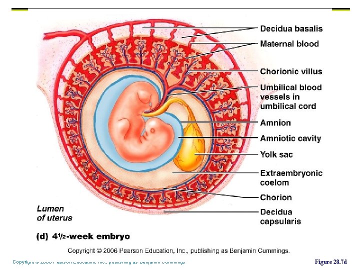 Copyright © 2006 Pearson Education, Inc. , publishing as Benjamin Cummings Figure 28. 7 Copyright © 2006 Pearson Education, Inc. , publishing as Benjamin Cummings Figure 28. 7