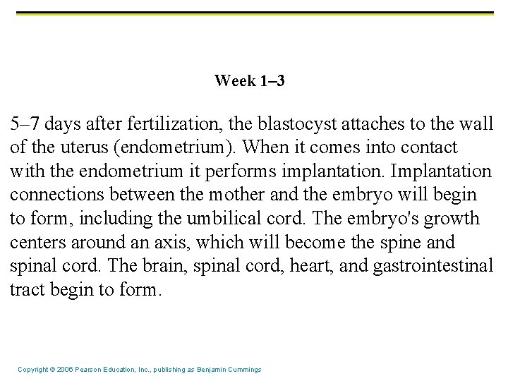 Week 1– 3 5– 7 days after fertilization, the blastocyst attaches to the wall Week 1– 3 5– 7 days after fertilization, the blastocyst attaches to the wall
