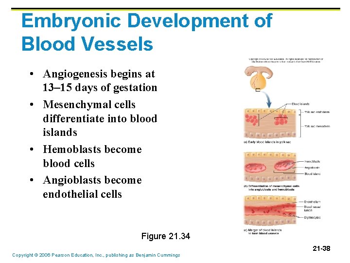 Embryonic Development of Blood Vessels • Angiogenesis begins at 13– 15 days of gestation Embryonic Development of Blood Vessels • Angiogenesis begins at 13– 15 days of gestation