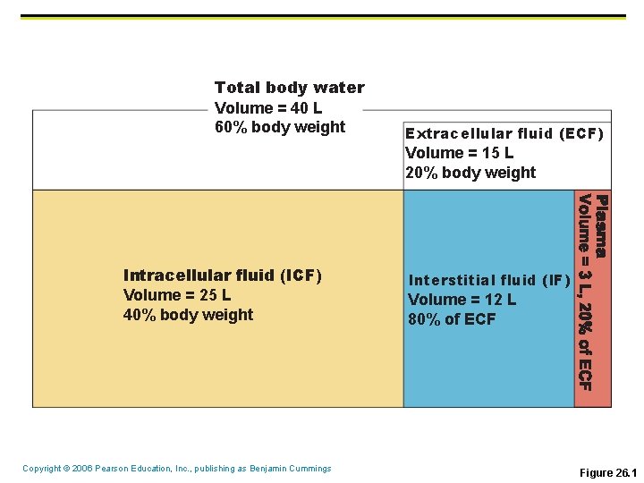 Total body water Volume = 40 L 60% body weight Extracellular fluid (ECF) Volume Total body water Volume = 40 L 60% body weight Extracellular fluid (ECF) Volume