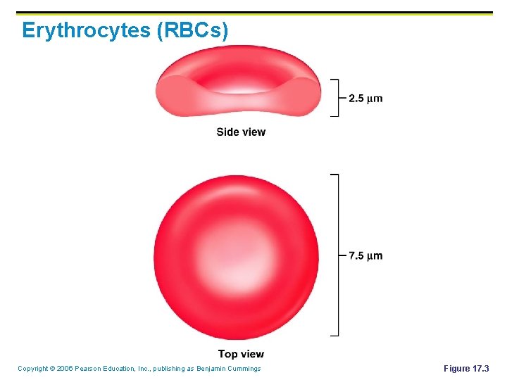 Erythrocytes (RBCs) Copyright © 2006 Pearson Education, Inc. , publishing as Benjamin Cummings Figure Erythrocytes (RBCs) Copyright © 2006 Pearson Education, Inc. , publishing as Benjamin Cummings Figure