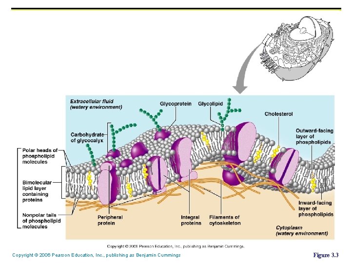 Copyright © 2006 Pearson Education, Inc. , publishing as Benjamin Cummings Figure 3. 3 Copyright © 2006 Pearson Education, Inc. , publishing as Benjamin Cummings Figure 3. 3