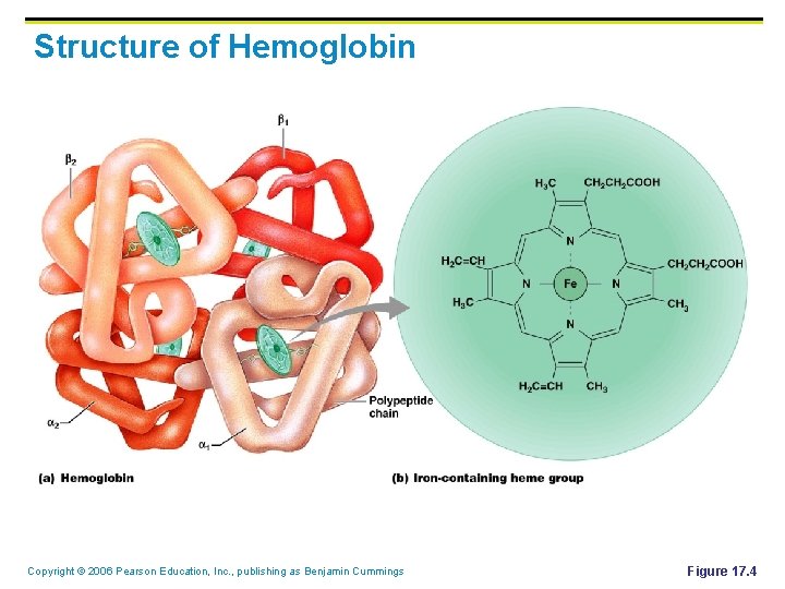 Structure of Hemoglobin Copyright © 2006 Pearson Education, Inc. , publishing as Benjamin Cummings Structure of Hemoglobin Copyright © 2006 Pearson Education, Inc. , publishing as Benjamin Cummings