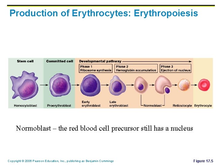 Production of Erythrocytes: Erythropoiesis Normoblast – the red blood cell precursor still has a Production of Erythrocytes: Erythropoiesis Normoblast – the red blood cell precursor still has a
