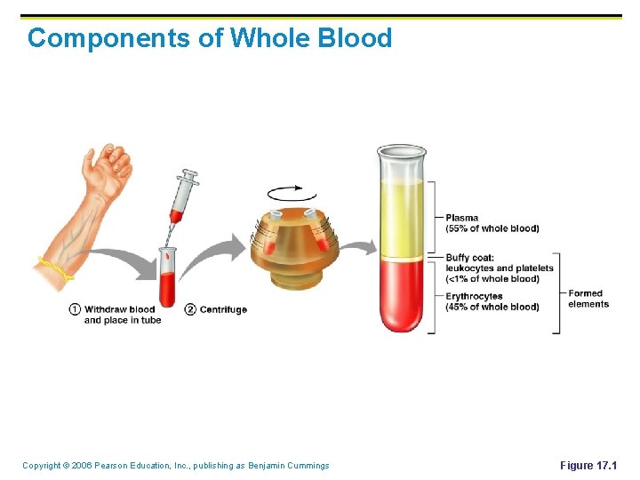 Components of Whole Blood Copyright © 2006 Pearson Education, Inc. , publishing as Benjamin Components of Whole Blood Copyright © 2006 Pearson Education, Inc. , publishing as Benjamin
