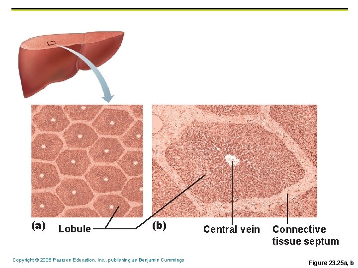 (a) Lobule (b) Copyright © 2006 Pearson Education, Inc. , publishing as Benjamin Cummings (a) Lobule (b) Copyright © 2006 Pearson Education, Inc. , publishing as Benjamin Cummings