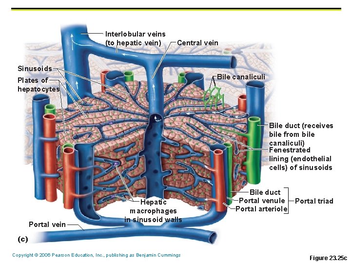 Interlobular veins (to hepatic vein) Central vein Sinusoids Bile canaliculi Plates of hepatocytes Bile Interlobular veins (to hepatic vein) Central vein Sinusoids Bile canaliculi Plates of hepatocytes Bile