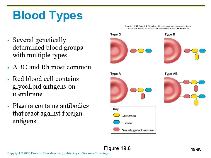 Blood Types § § Several genetically determined blood groups with multiple types ABO and Blood Types § § Several genetically determined blood groups with multiple types ABO and