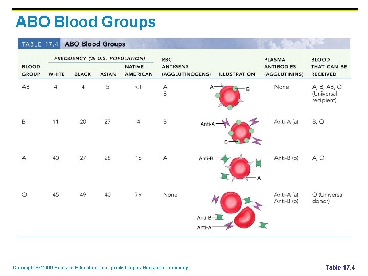 ABO Blood Groups Copyright © 2006 Pearson Education, Inc. , publishing as Benjamin Cummings ABO Blood Groups Copyright © 2006 Pearson Education, Inc. , publishing as Benjamin Cummings