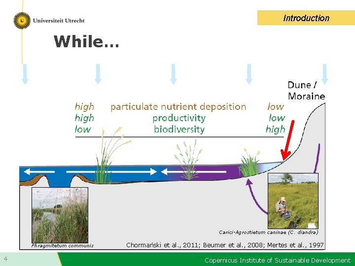 Introduction While… Carici-Agrostietum caninae (C. diandra) Phragmitetum communis 4 Chormański et al. , 2011;