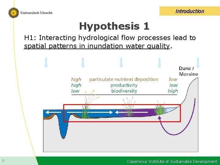 Introduction Hypothesis 1 H 1: Interacting hydrological flow processes lead to spatial patterns in