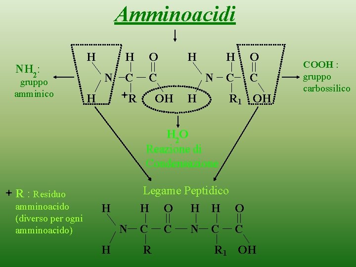 Amminoacidi NH 2: gruppo amminico H N H O C C H R H