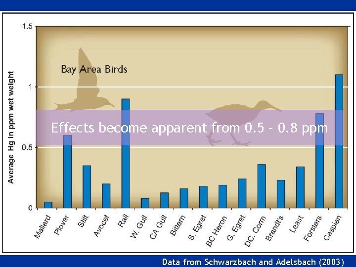 Effects become apparent from 0. 5 – 0. 8 ppm Data from Schwarzbach and