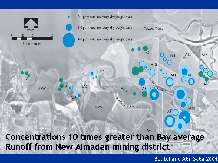 Concentrations 10 times greater than Bay average Runoff from New Almaden mining district Beutel