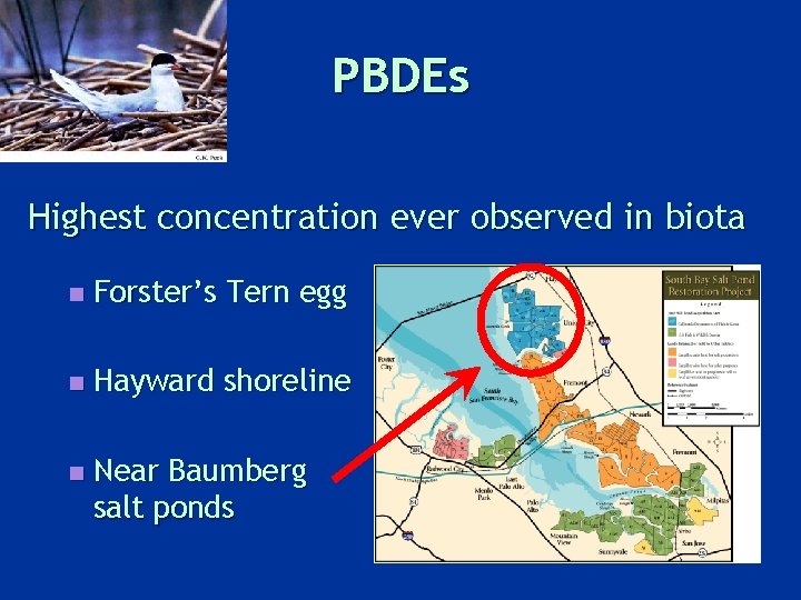 PBDEs Highest concentration ever observed in biota n Forster’s Tern egg n Hayward shoreline