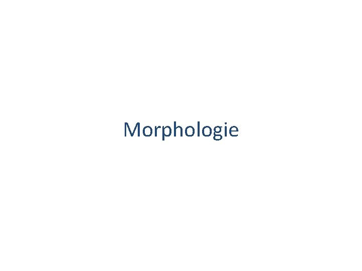 Morphologie Morphologie