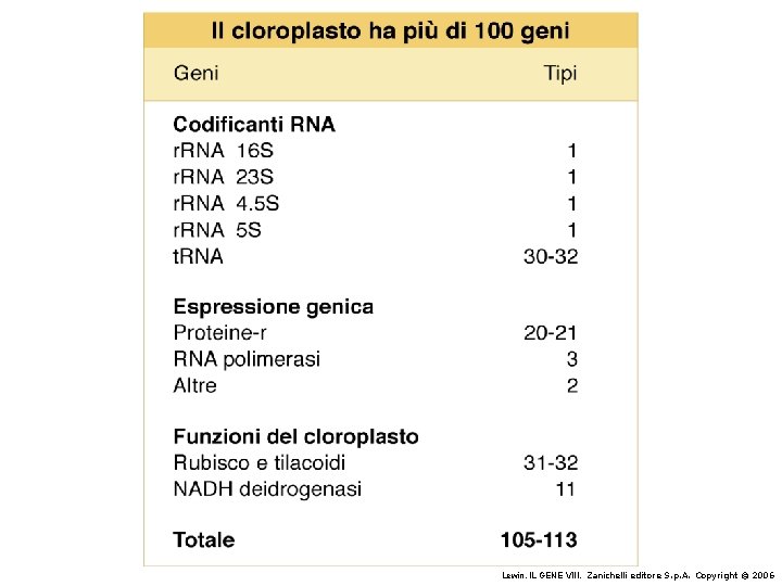 Lewin, IL GENE VIII, Zanichelli editore S. p. A. Copyright © 2006 