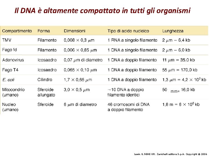 Il DNA è altamente compattato in tutti gli organismi mm= Lewin, IL GENE VIII,