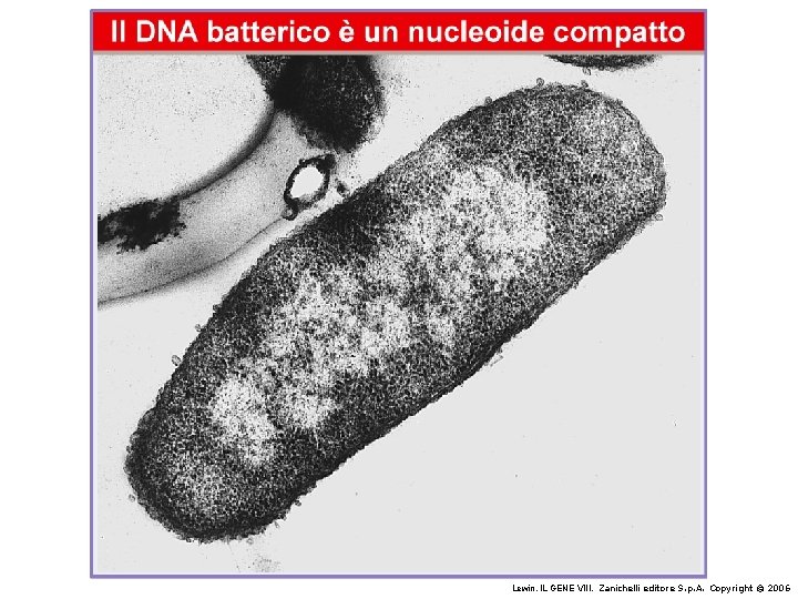Lewin, IL GENE VIII, Zanichelli editore S. p. A. Copyright © 2006 