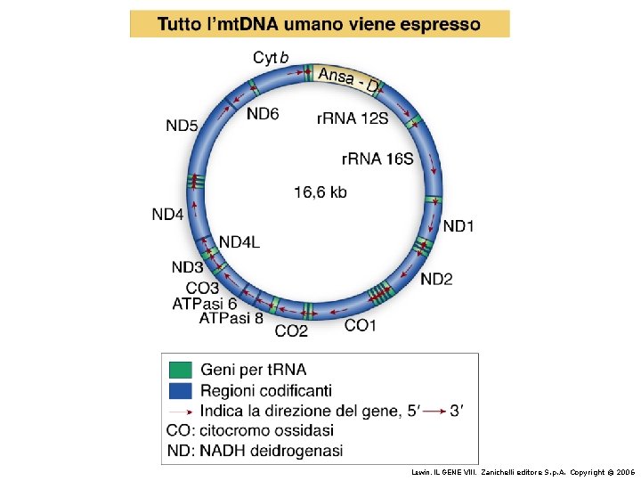 Lewin, IL GENE VIII, Zanichelli editore S. p. A. Copyright © 2006 