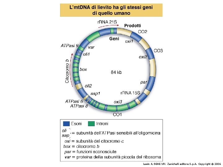 Lewin, IL GENE VIII, Zanichelli editore S. p. A. Copyright © 2006 