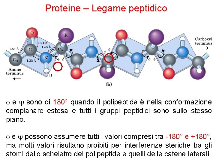 Proteine – Legame peptidico f e sono di 180° quando il polipeptide è nella