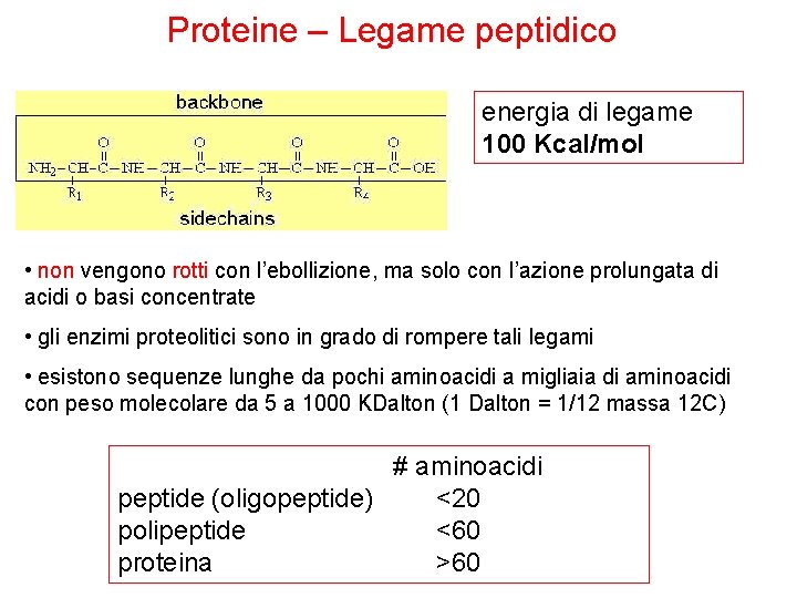 Proteine – Legame peptidico energia di legame 100 Kcal/mol • non vengono rotti con