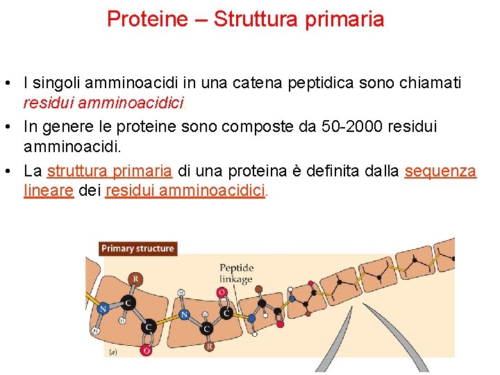 Proteine – Struttura primaria • I singoli amminoacidi in una catena peptidica sono chiamati