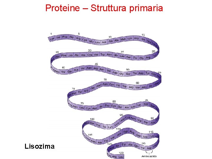 Proteine – Struttura primaria Lisozima 