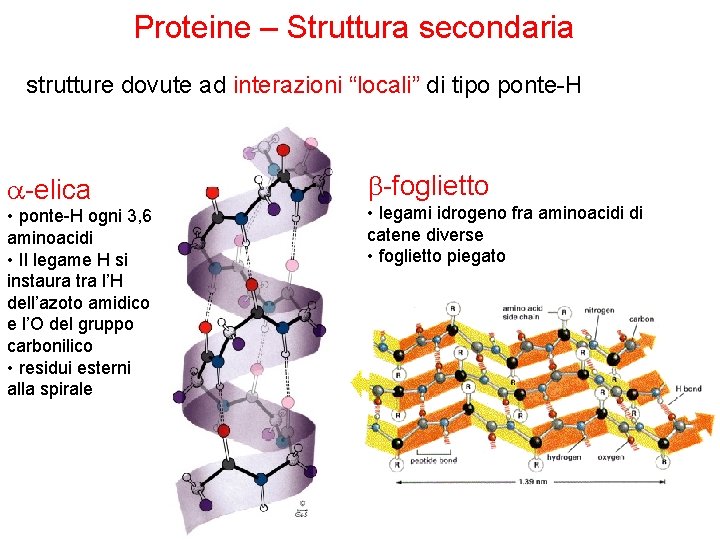 Proteine – Struttura secondaria strutture dovute ad interazioni “locali” di tipo ponte-H a-elica •