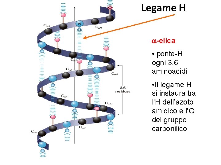 Legame H a-elica • ponte-H ogni 3, 6 aminoacidi • Il legame H si