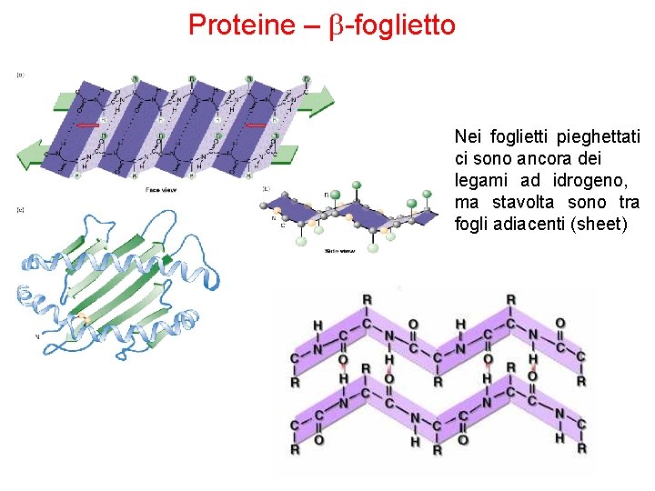 Proteine – b-foglietto Nei foglietti pieghettati ci sono ancora dei legami ad idrogeno, ma