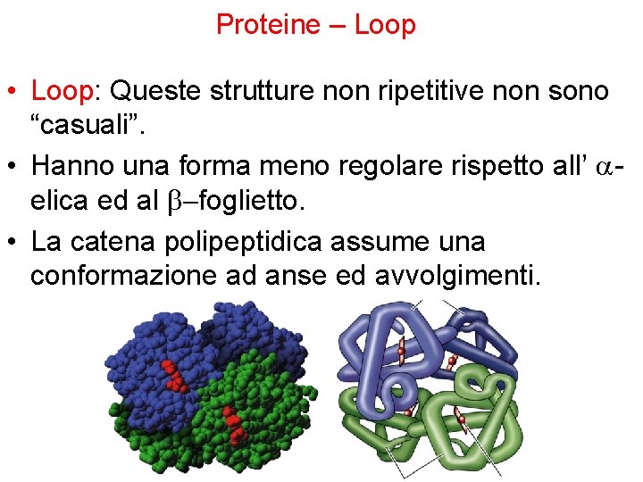 Proteine – Loop • Loop: Queste strutture non ripetitive non sono “casuali”. • Hanno