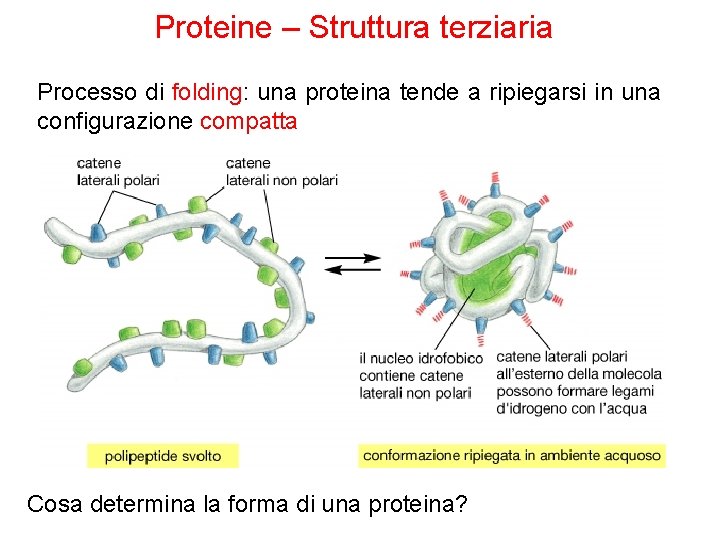 Proteine – Struttura terziaria Processo di folding: una proteina tende a ripiegarsi in una
