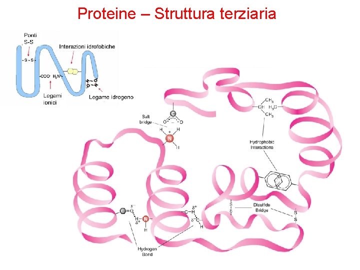 Proteine – Struttura terziaria 