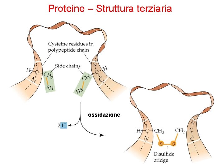 Proteine – Struttura terziaria ossidazione 