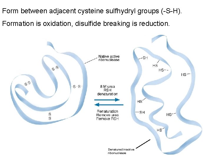 Form between adjacent cysteine sulfhydryl groups (-S-H). Formation is oxidation, disulfide breaking is reduction.