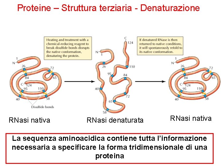 Proteine – Struttura terziaria - Denaturazione RNasi nativa RNasi denaturata RNasi nativa La sequenza