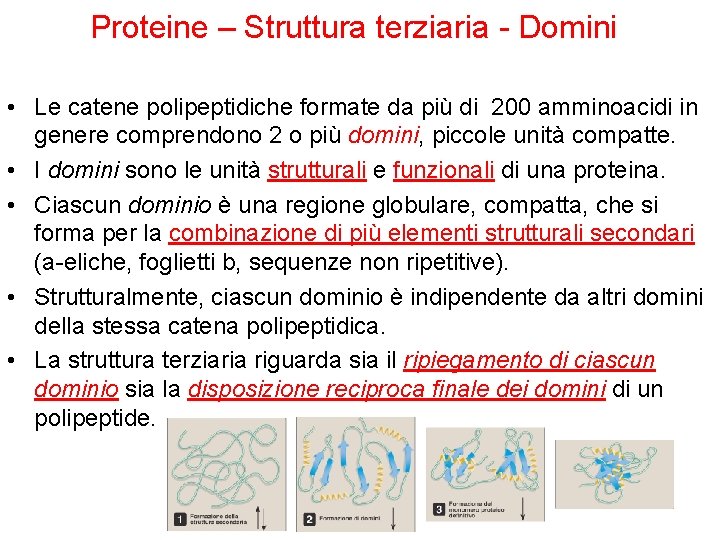 Proteine – Struttura terziaria - Domini • Le catene polipeptidiche formate da più di