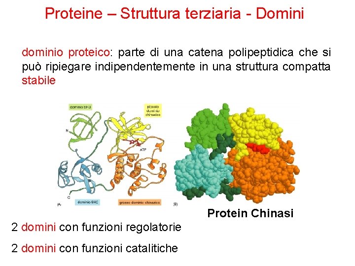 Proteine – Struttura terziaria - Domini dominio proteico: parte di una catena polipeptidica che