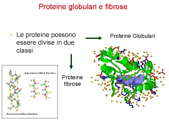 Proteine globulari e fibrose • Le proteine possono essere divise in due classi: Proteine