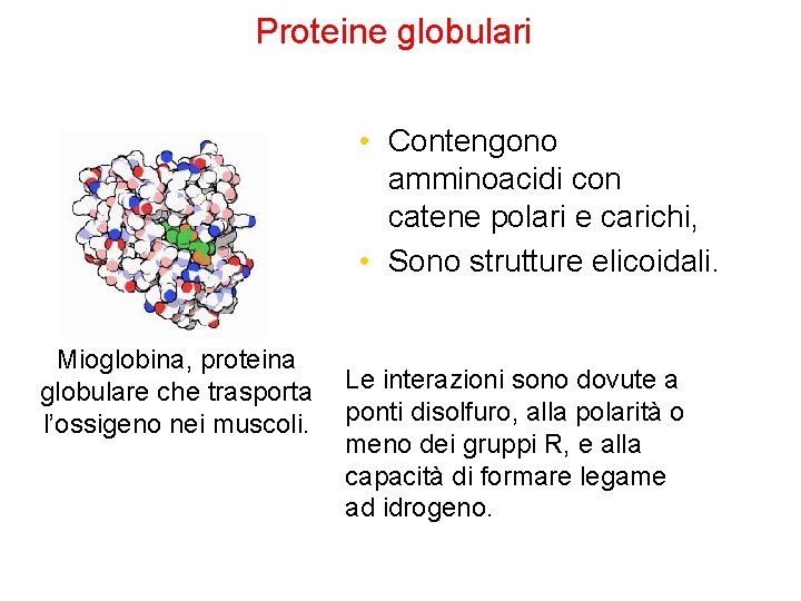 Proteine globulari • Contengono amminoacidi con catene polari e carichi, • Sono strutture elicoidali.
