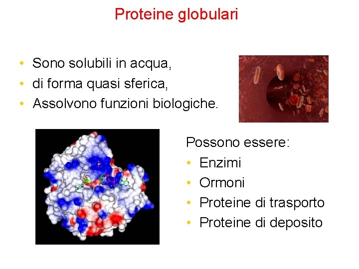 Proteine globulari • Sono solubili in acqua, • di forma quasi sferica, • Assolvono