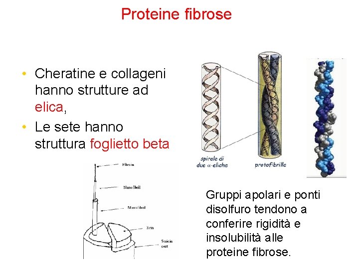 Proteine fibrose • Cheratine e collageni hanno strutture ad elica, • Le sete hanno