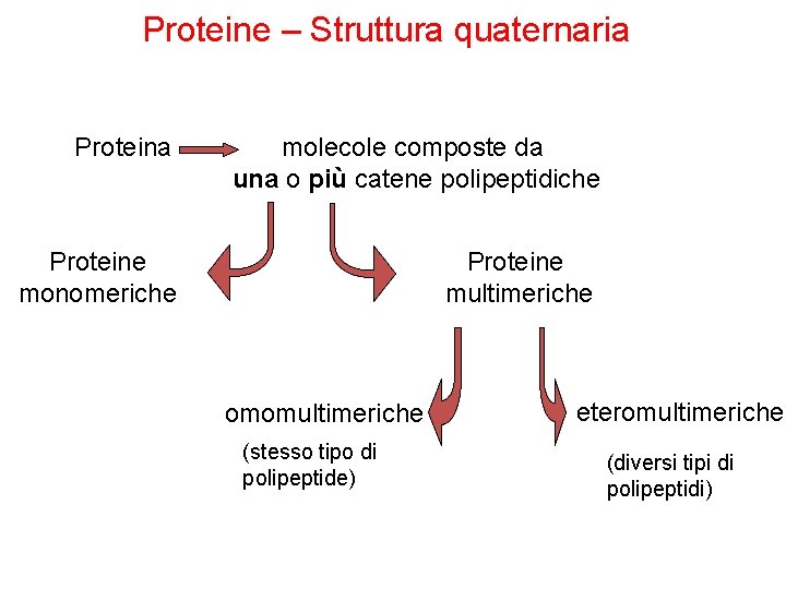 Proteine – Struttura quaternaria Proteina molecole composte da una o più catene polipeptidiche Proteine