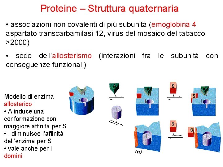 Proteine – Struttura quaternaria • associazioni non covalenti di più subunità (emoglobina 4, aspartato