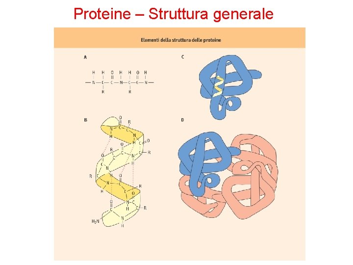 Proteine – Struttura generale 